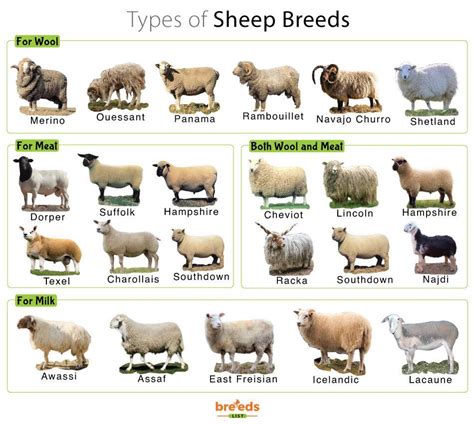 type of sheep breeds