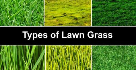 type of turf grass