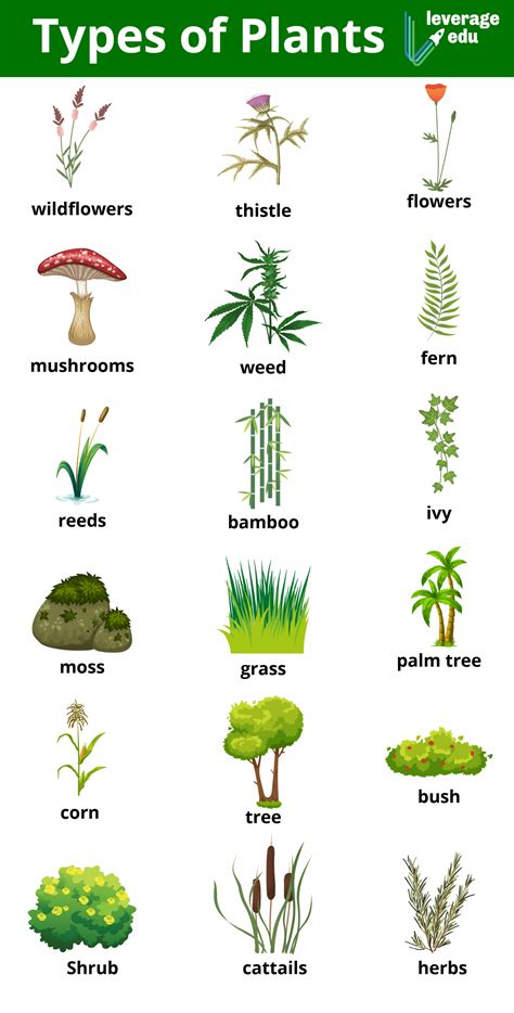 Types of Plants Leverage Edu