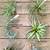 types of air plants and care