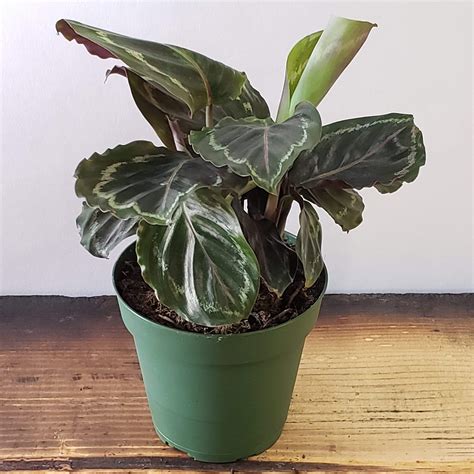 What type of calathea is this? houseplants