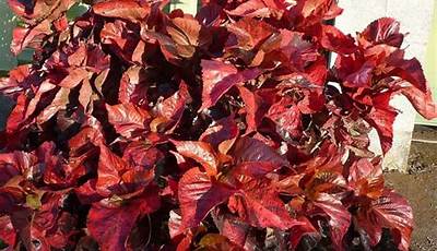 Types Of Copper Leaf Plants