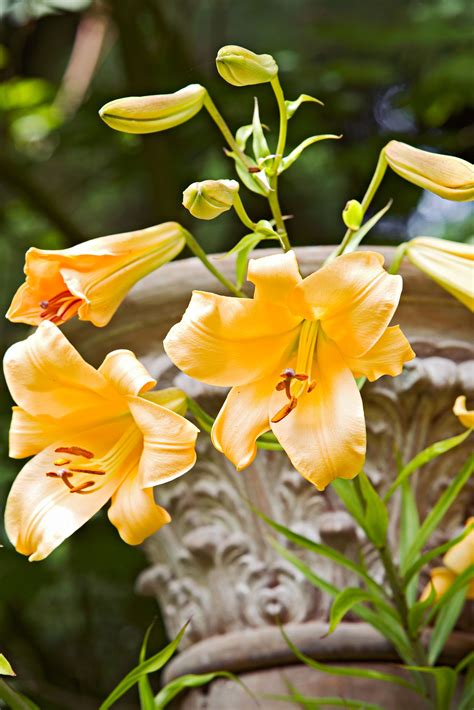 9 Lily Types to Grow in the Garden