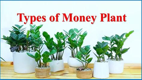 Different Money Plants You Can Grow In Your Homes