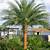 types of palm plants for garden