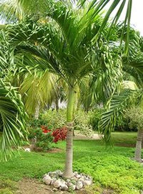 Beautiful Small Palm Trees Gardening Ideas For Backyard, backyard 