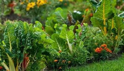 Types Of Vegetable Gardening