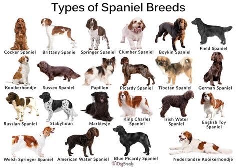 types cocker spaniel