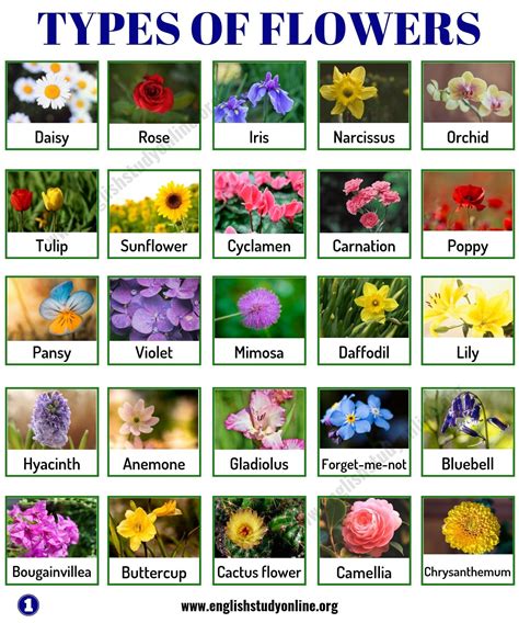 Types Flowers Names