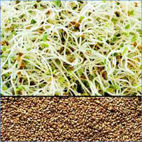 types of alfalfa seeds
