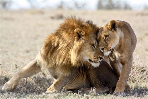 types of animal courtship