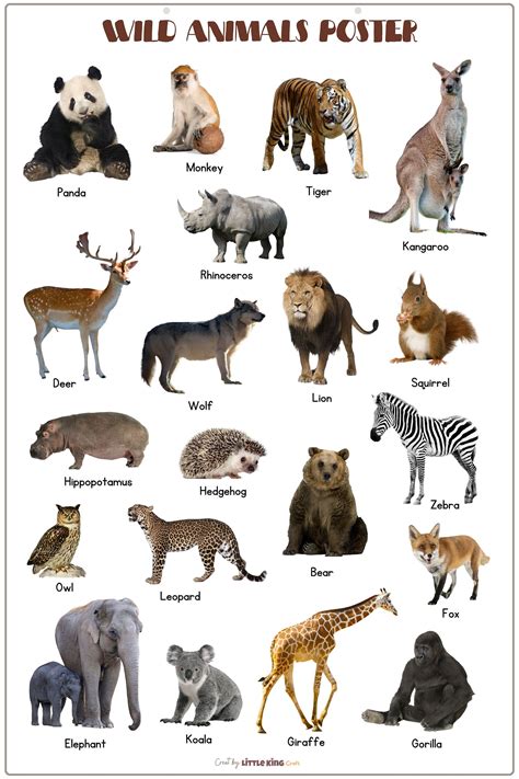Types Of Animals Posters