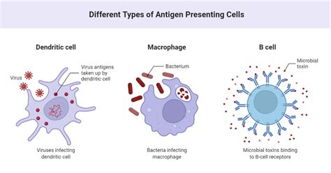 Types Of Antigens Immune System