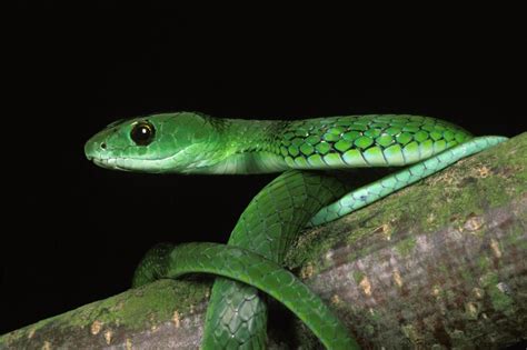 Types Of Arboreal Snakes
