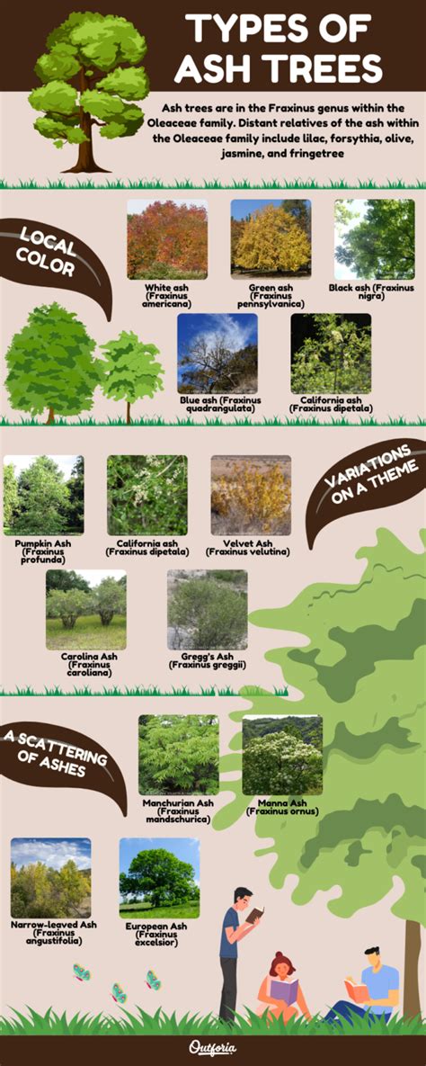 Types Of Ash Trees In Ohio