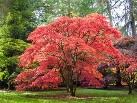 Types Of Asian Trees