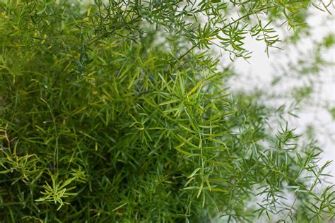 Asparagus Fern Care Light / Velvet Moss Little Garden Inspiration