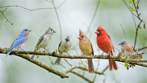 Types Of Backyard Birds