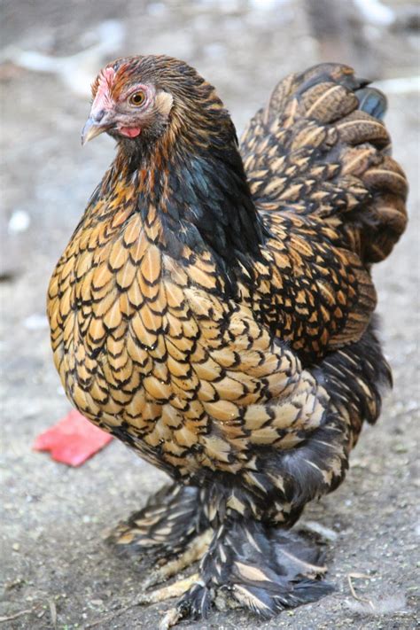 types of bantam chickens with pictures