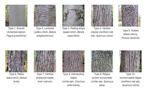 Types Of Bark Trees