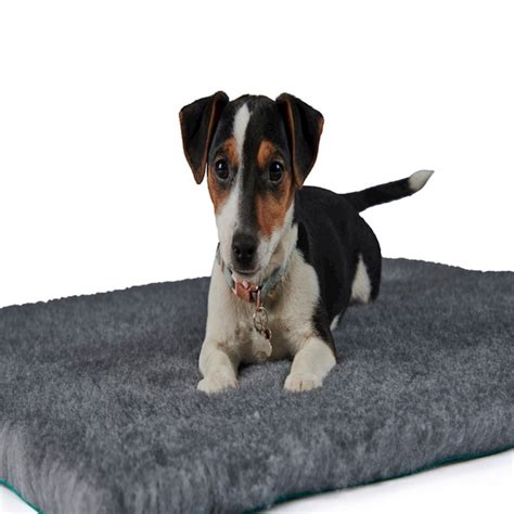 Types Of Bedding For Dogs