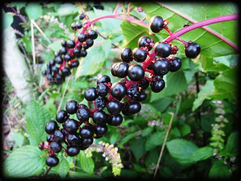 Types Of Berry Vines