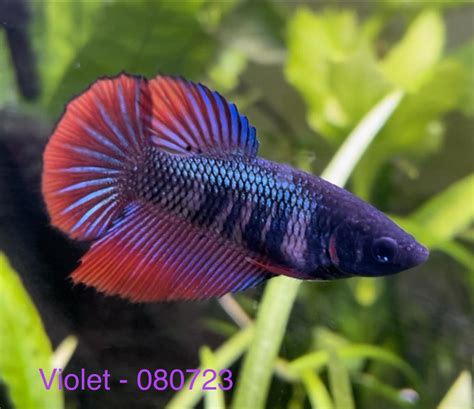 Types Of Betta Fish At Petsmart