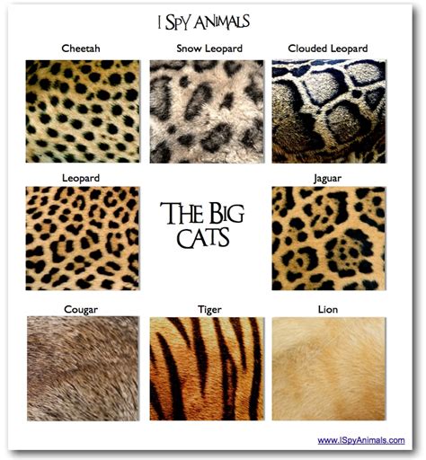 types of big cats with spots