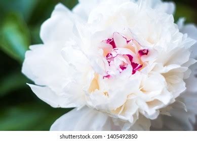 Types Of Big Head Flower