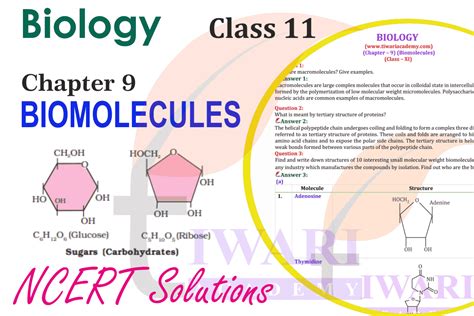 Types Of Biomolecules Class 11