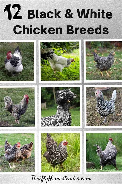 types of black and white roosters