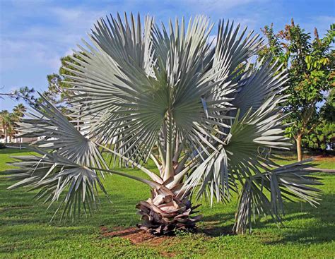 Types Of Blue Palm Trees