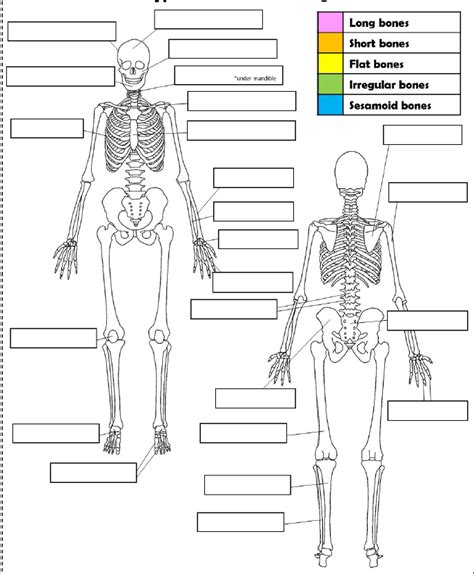 Types Of Bones Quiz
