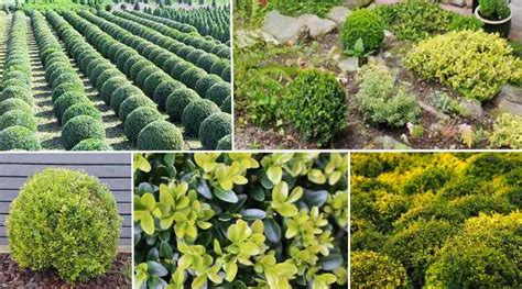 Types Of Box Shrubs