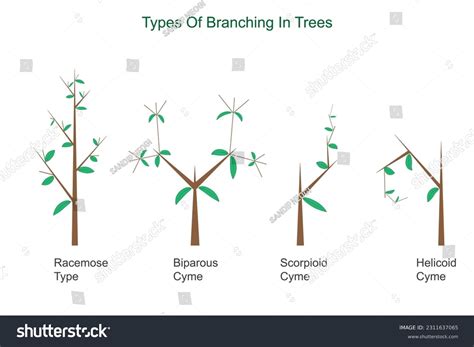 Types Of Branching In Trees