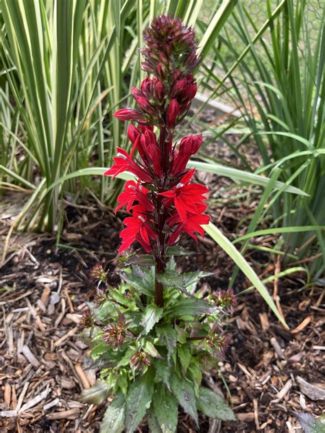 Types Of Cardinal Flower