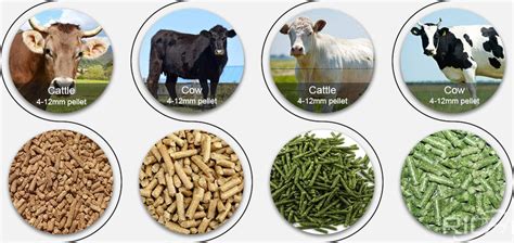 Types Of Cattle Feeds
