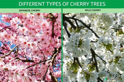types of cherry tree