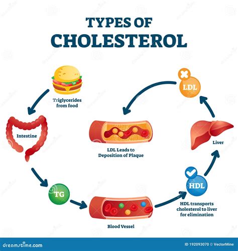 Types Of Cholesterol Explained