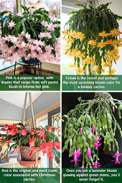 Types Of Christmas Cactus