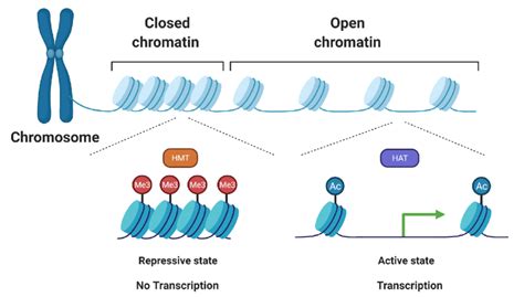 Types Of Chromatin Modification