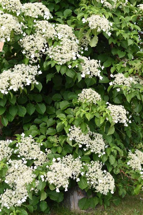 Types Of Climbing Hydrangea Uk