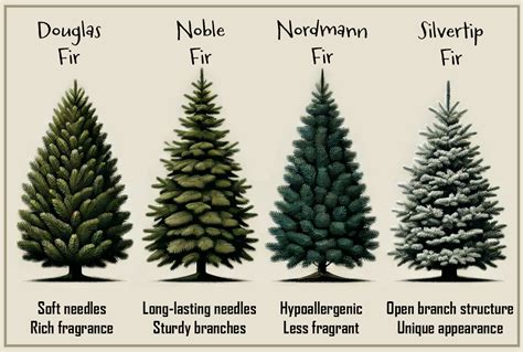 Types Of Cut Christmas Trees