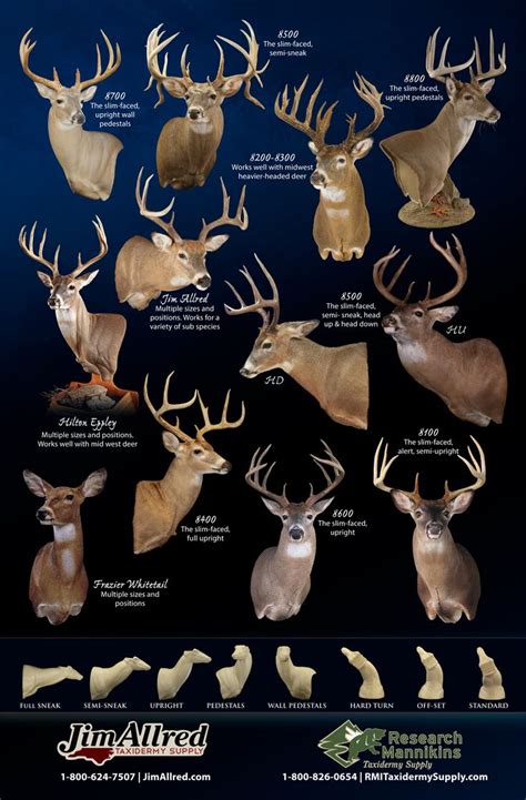 Types Of Deer Mount