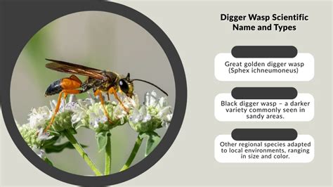 Types Of Digger Wasps