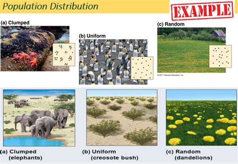 Types Of Distribution Ecology
