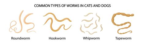 Types Of Dog Cat Worms
