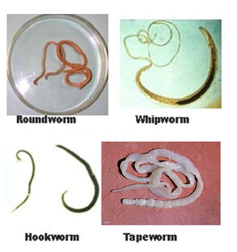 Types Of Dog Tapeworms
