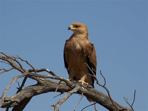 types of eagles in africa