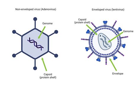 Types Of Envelope Virus
